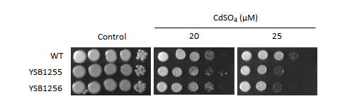 Heavy metal stress phenotype for CNAG_05093T0