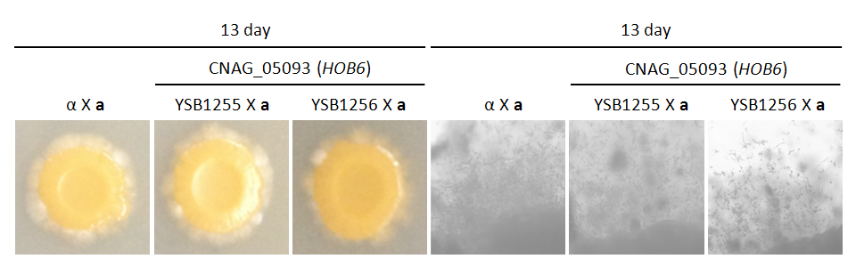 Mating phenotype for CNAG_05093T0