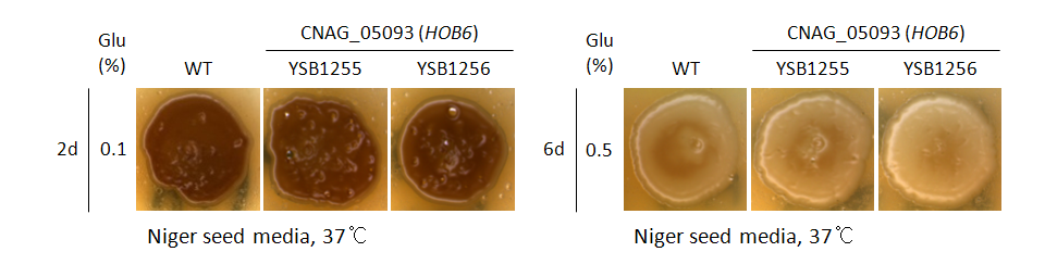 Melanin phenotype for CNAG_05093T0