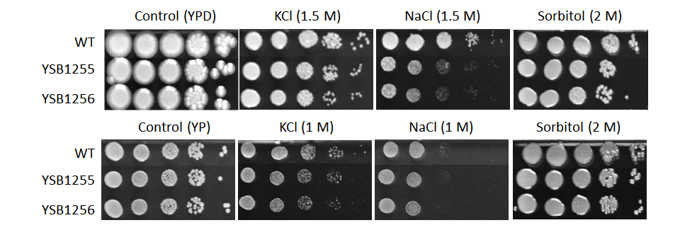 Osmotic stress phenotype for CNAG_05093T0