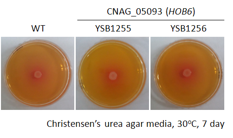 Urease phenotype for CNAG_05093T0