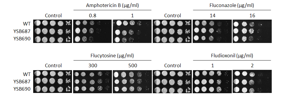 Antifungal drug susceptibility for CNAG_05112T0