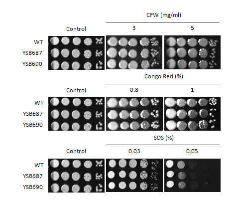 Cell wall stress phenotype for CNAG_05112T0