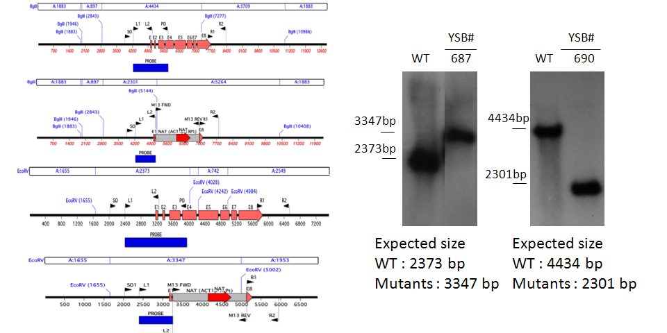 Gene disruption strategy for CNAG_05112T0