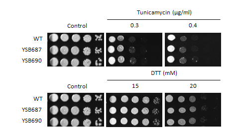 ER stress phenotype for CNAG_05112T0