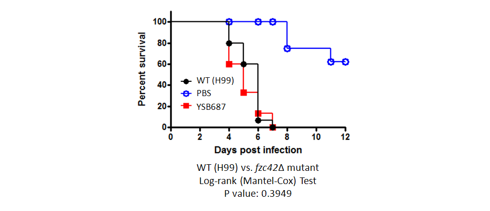 Galleria mellonella virulence data for CNAG_05112T0