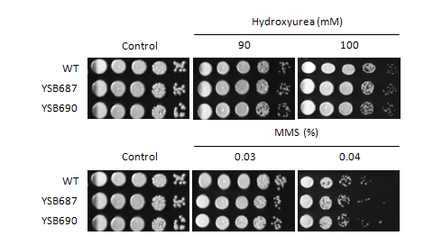 Genotoxic stress phenotype for CNAG_05112T0
