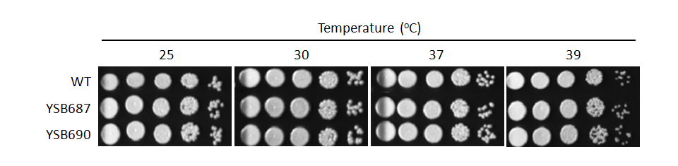 Growth phenotype for CNAG_05112T0