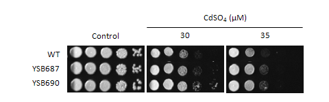 Heavy metal stress phenotype for CNAG_05112T0
