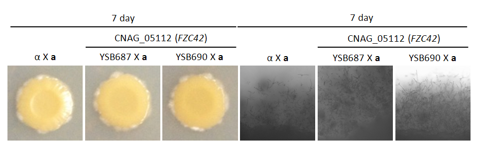 Mating phenotype for CNAG_05112T0