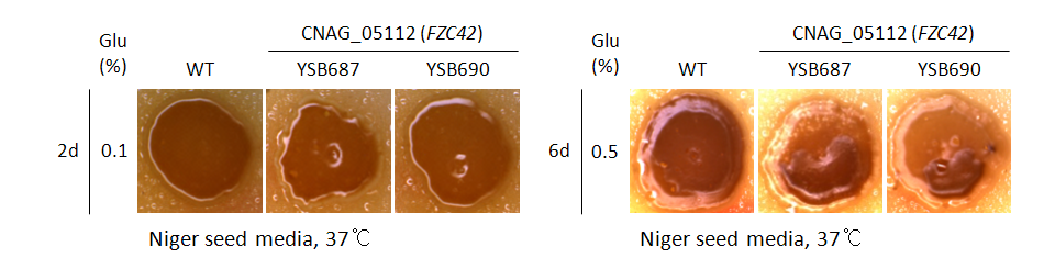 Melanin phenotype for CNAG_05112T0