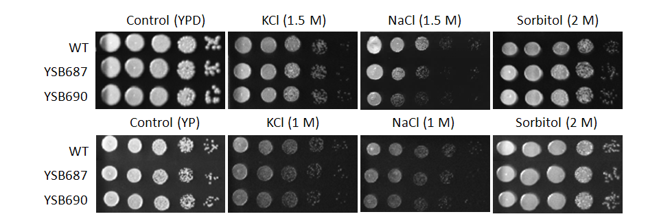 Osmotic stress phenotype for CNAG_05112T0