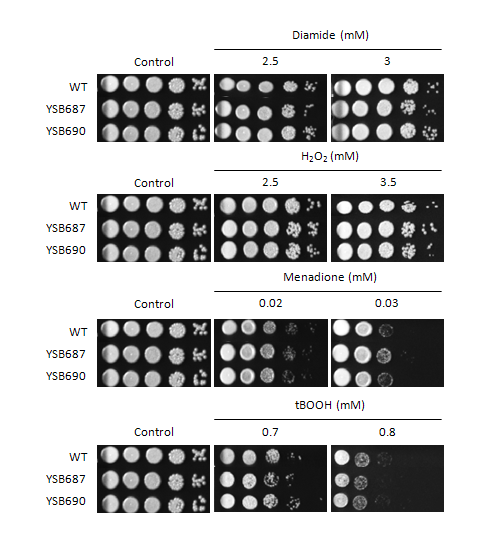 Oxidative stress phenotype for CNAG_05112T0