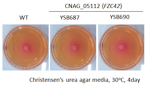 Urease phenotype for CNAG_05112T0