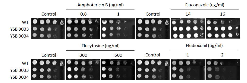 Antifungal drug susceptibility for CNAG_05153T0