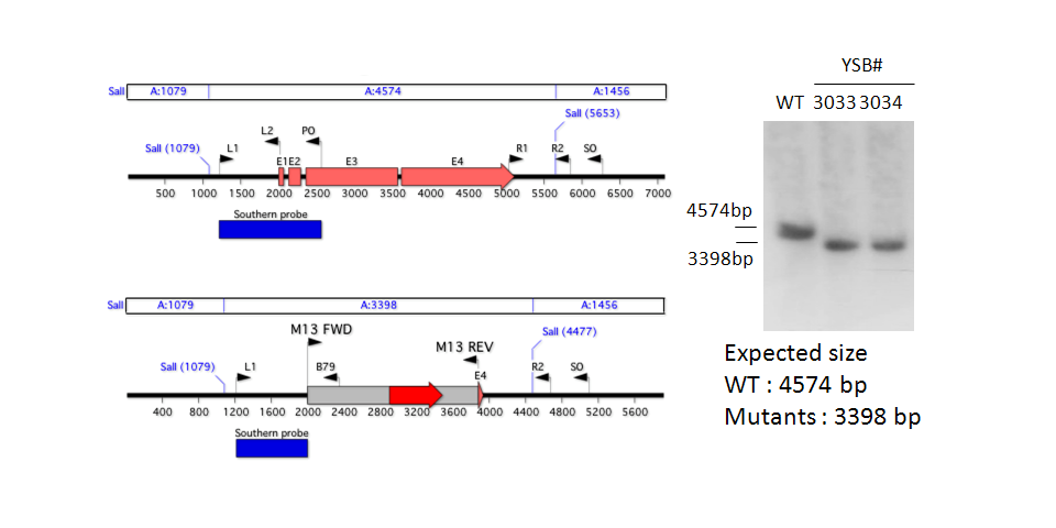 Gene disruption strategy for CNAG_05153T0