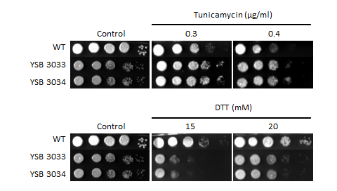 ER stress phenotype for CNAG_05153T0