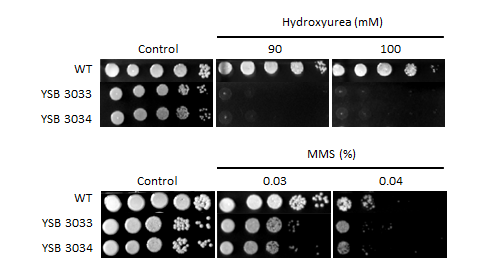 Genotoxic stress phenotype for CNAG_05153T0