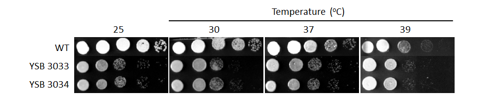 Growth phenotype for CNAG_05153T0