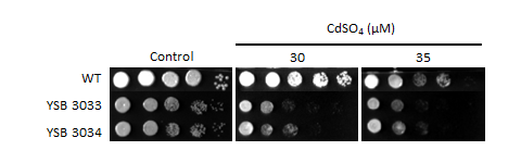 Heavy metal stress phenotype for CNAG_05153T0