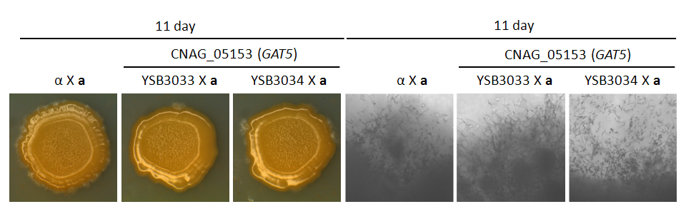 Mating phenotype for CNAG_05153T0