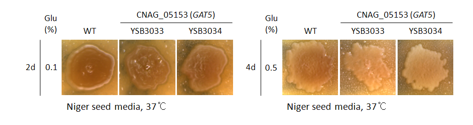 Melanin phenotype for CNAG_05153T0