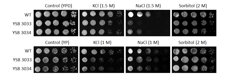 Osmotic stress phenotype for CNAG_05153T0