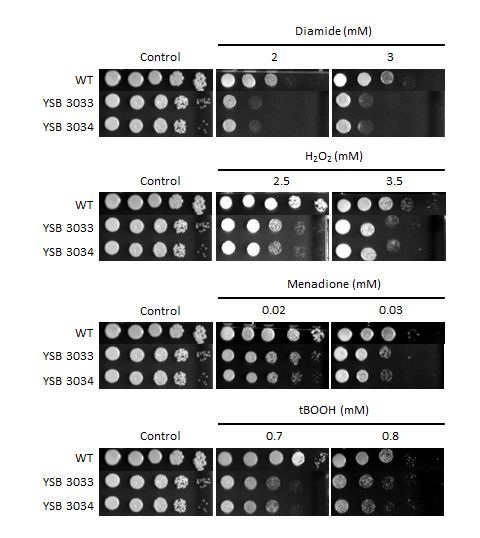 Oxidative stress phenotype for CNAG_05153T0