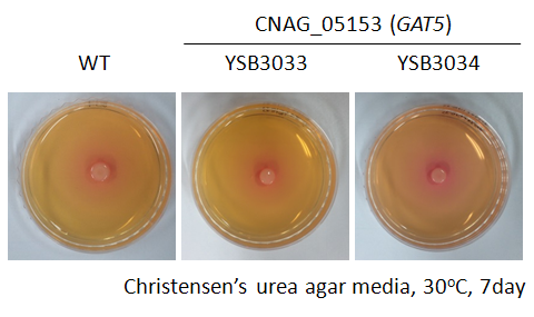 Urease phenotype for CNAG_05153T0