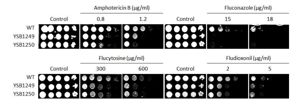 Antifungal drug susceptibility for CNAG_05170T0