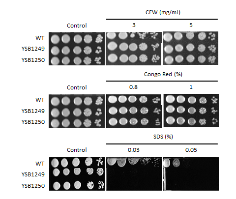 Cell wall stress phenotype for CNAG_05170T0
