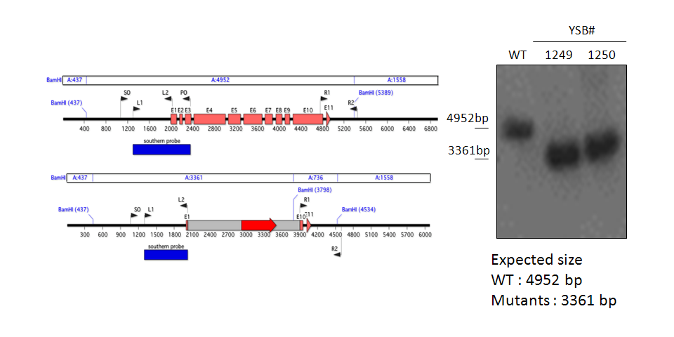 Gene disruption strategy for CNAG_05170T0