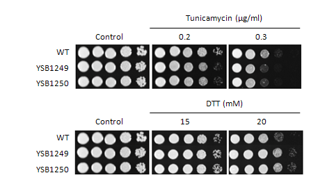 ER stress phenotype for CNAG_05170T0