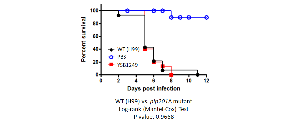 Galleria mellonella virulence data for CNAG_05170T0