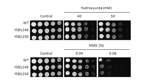 Genotoxic stress phenotype for CNAG_05170T0