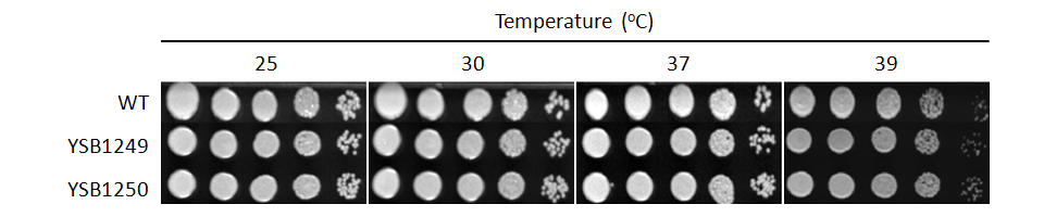 Growth phenotype for CNAG_05170T0