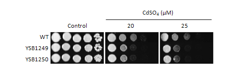 Heavy metal stress phenotype for CNAG_05170T0