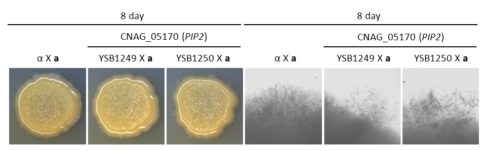 Mating phenotype for CNAG_05170T0