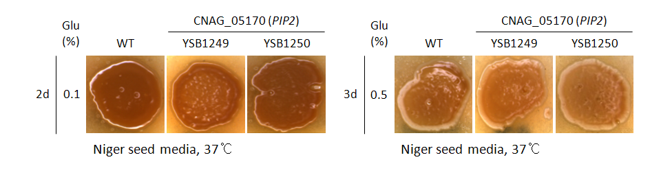 Melanin phenotype for CNAG_05170T0