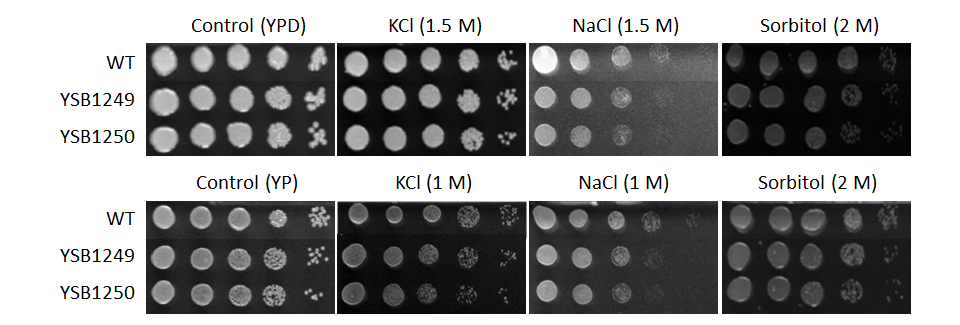 Osmotic stress phenotype for CNAG_05170T0