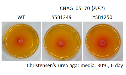 Urease phenotype for CNAG_05170T0