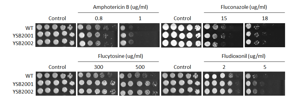 Antifungal drug susceptibility for CNAG_05176T0