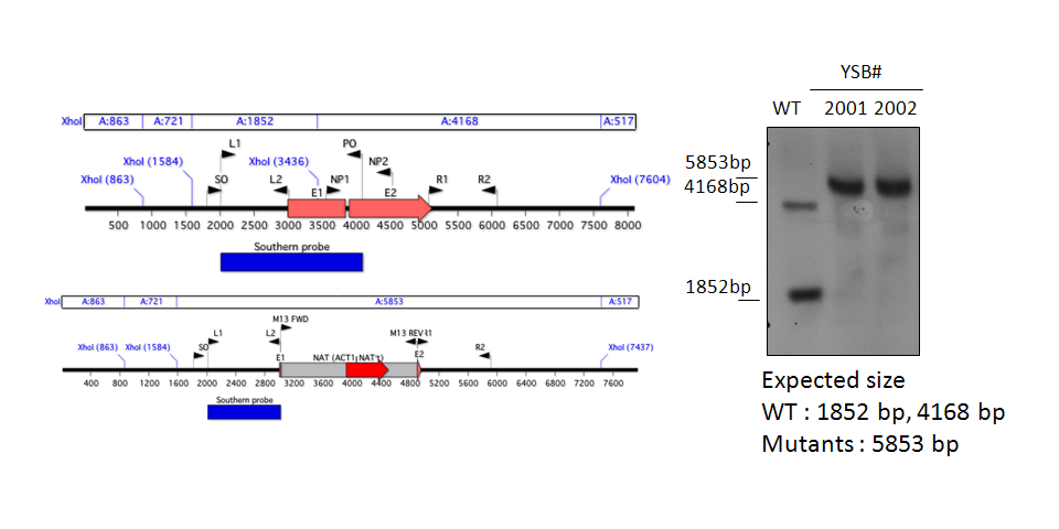 Gene disruption strategy for CNAG_05176T0