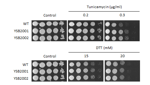 ER stress phenotype for CNAG_05176T0