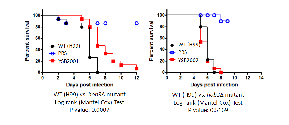 Galleria mellonella virulence data for CNAG_05176T0