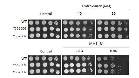 Genotoxic stress phenotype for CNAG_05176T0