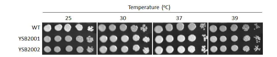 Growth phenotype for CNAG_05176T0