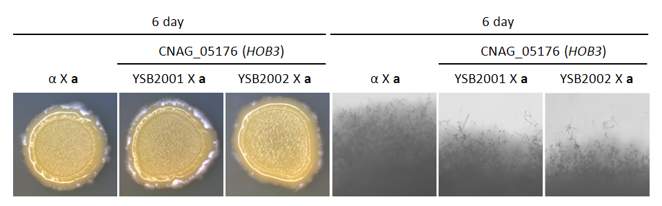 Mating phenotype for CNAG_05176T0