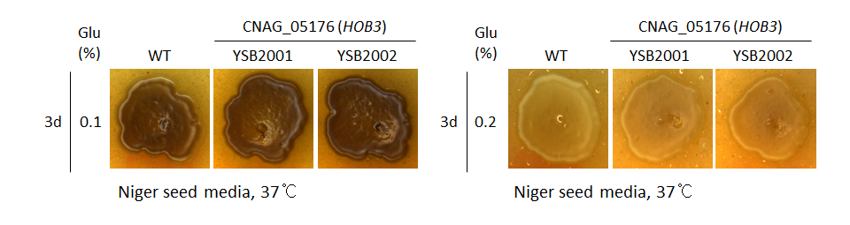 Melanin phenotype for CNAG_05176T0