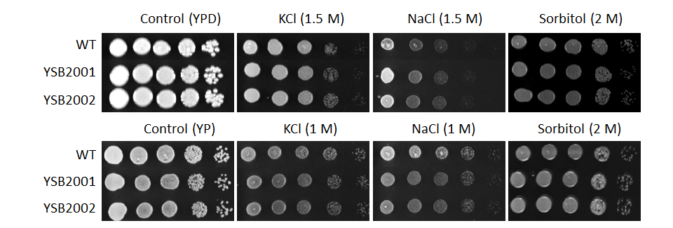 Osmotic stress phenotype for CNAG_05176T0